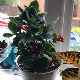 Florist Kalanchoe plant in Andover, England