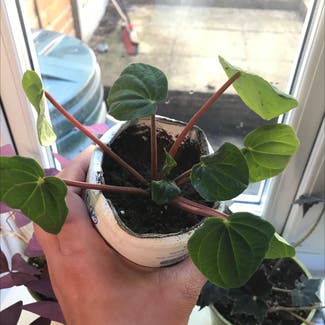 Emerald Ripple Peperomia plant in Andover, England