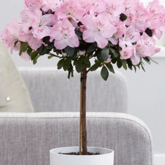 Photo of the plant species Satsuki by @Zofia named Lady on Greg, the plant care app