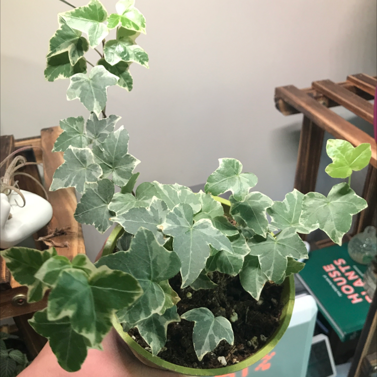 Photo of the plant species variegated ivy by @Zofia named Frank on Greg, the plant care app
