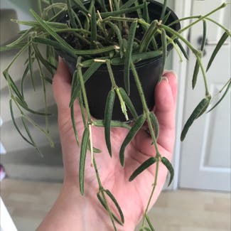 Wax Plant plant in Andover, England