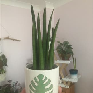 Cylindrical Snake Plant plant in Andover, England
