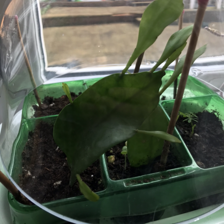 Photo of the plant species Epiphyllum pumilum by @Zofia named Epi on Greg, the plant care app
