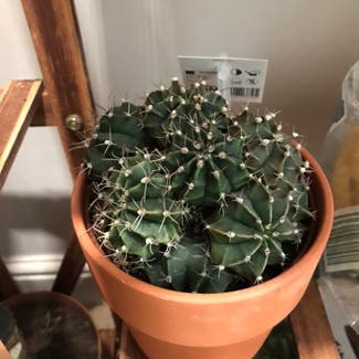 Moon Cactus plant in Andover, England
