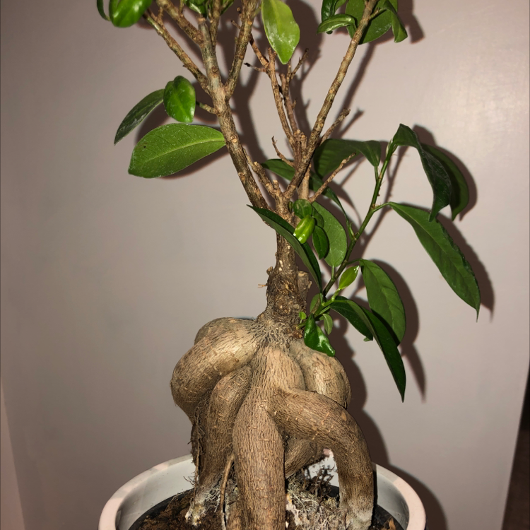 Ficus Ginseng plant photo by @Insightful_Sloth named Treeyoncé on Greg, the plant care app.