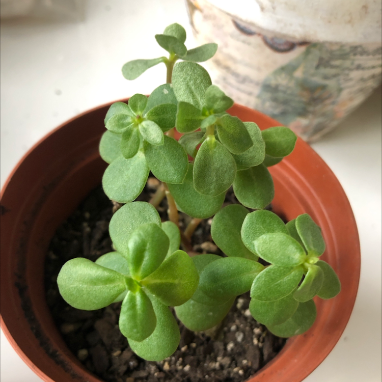A healthy Wingpod Purslane plant in a small pot with visible soil.