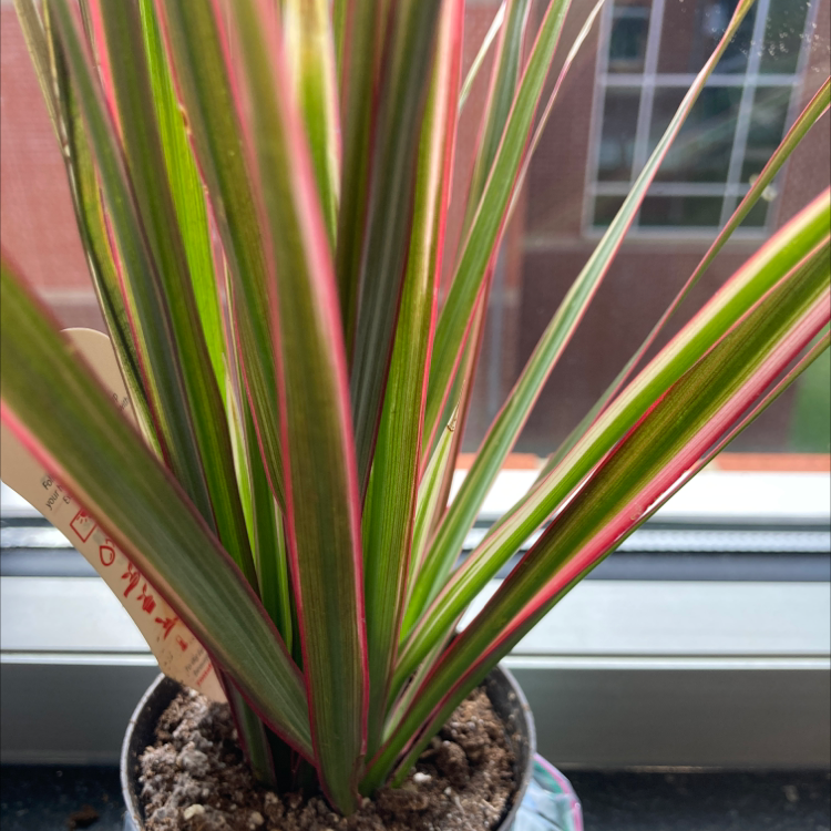 Dracaena 'Ray of Sunshine' plant on a windowsill with vibrant green and red-striped leaves.