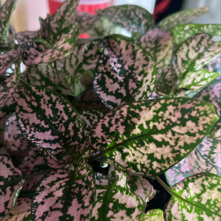 Polka Dot Plant plant photo by @RileyClark named Harper on Greg, the plant care app.