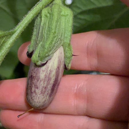 Photo of the plant species Eggplant by Melissa named Audrey on Greg, the plant care app