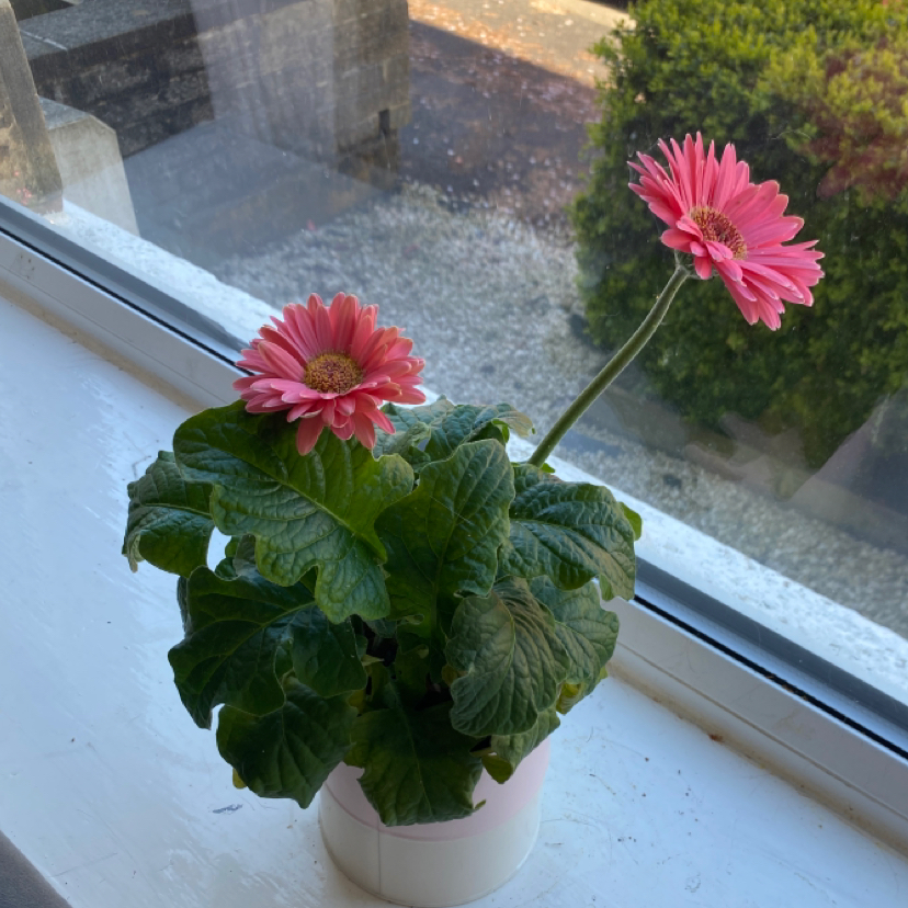 Gerbera plant with two pink flowers on a windowsill.