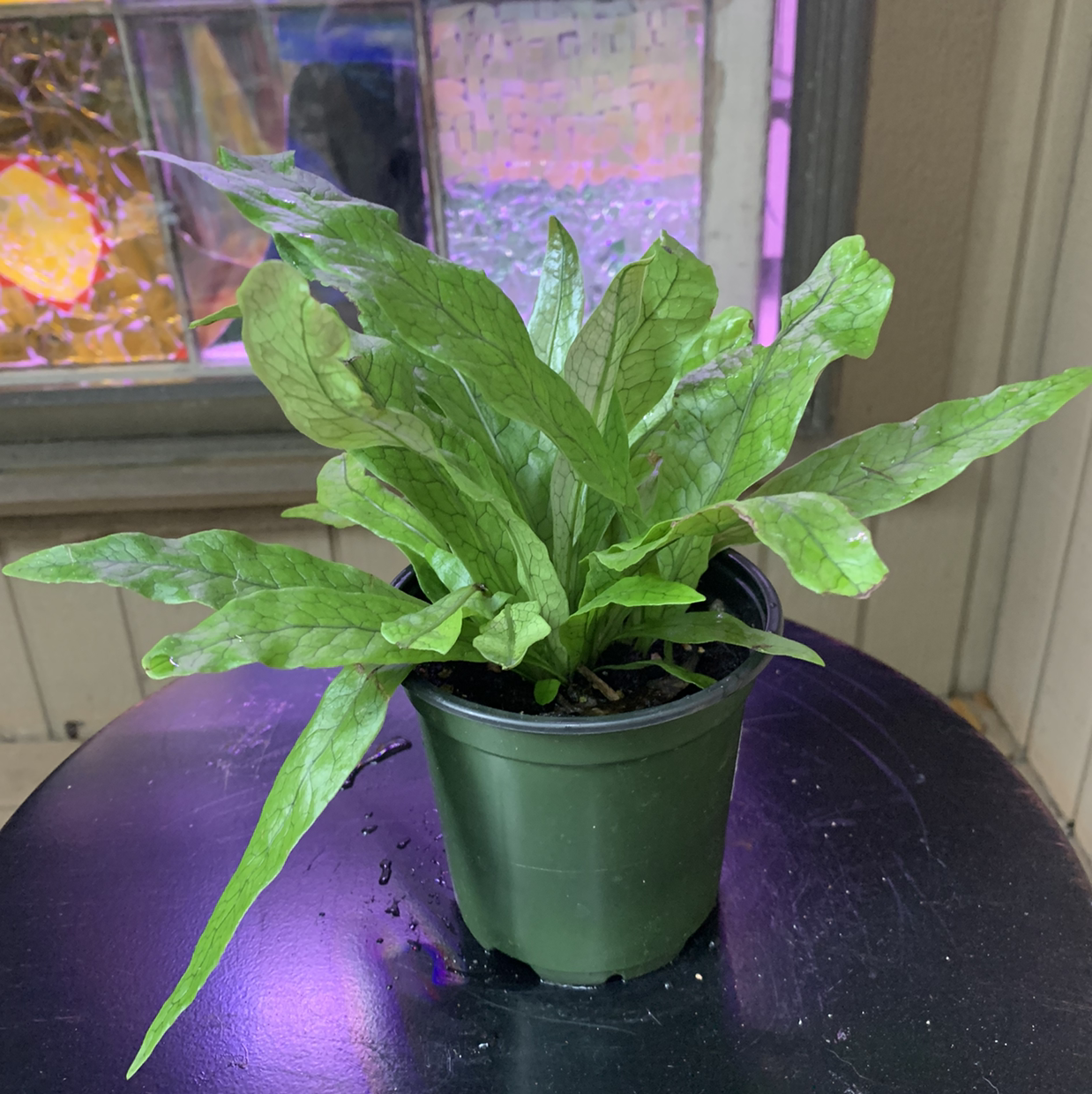 Crocodile Fern in a small green pot with vibrant green leaves.