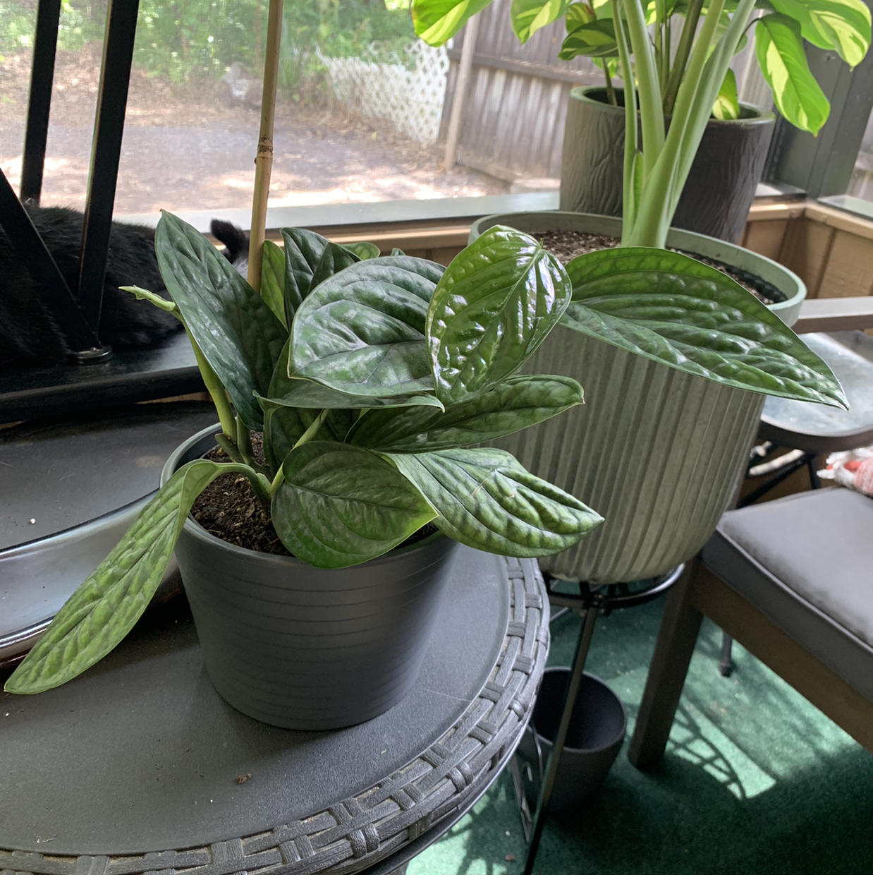 Healthy Monstera pinnatipartita plant in a pot on a table, with green leaves.