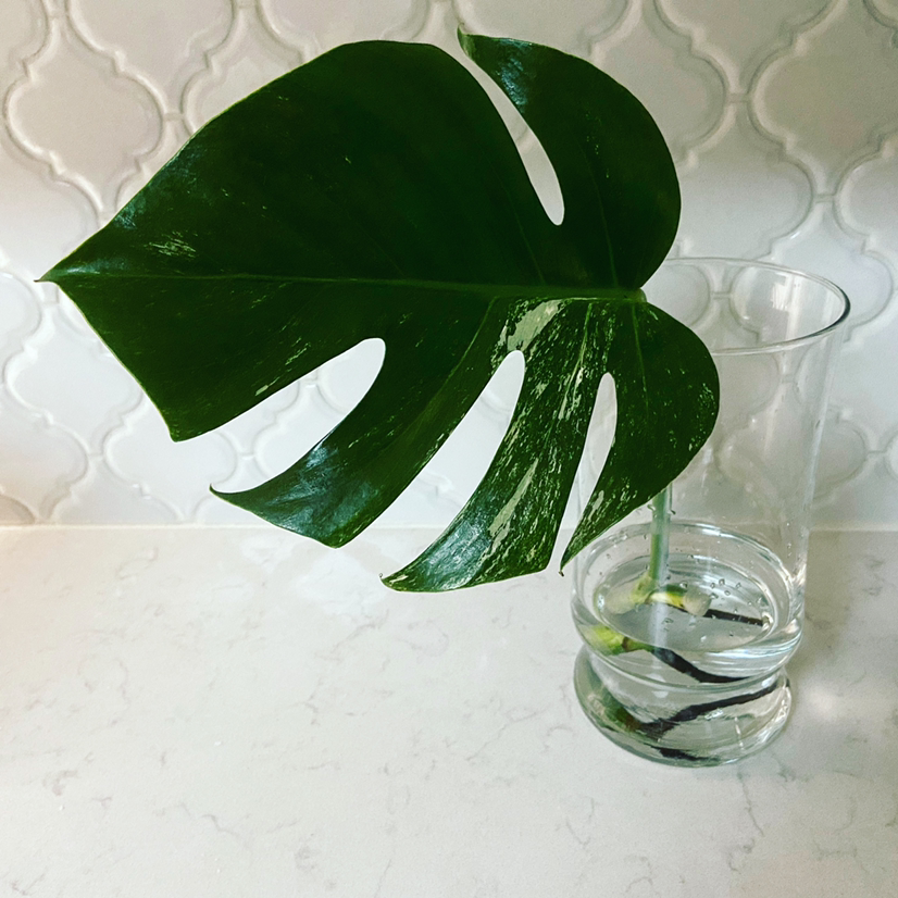 Variegated Monstera leaf in a glass of water against a tiled wall.