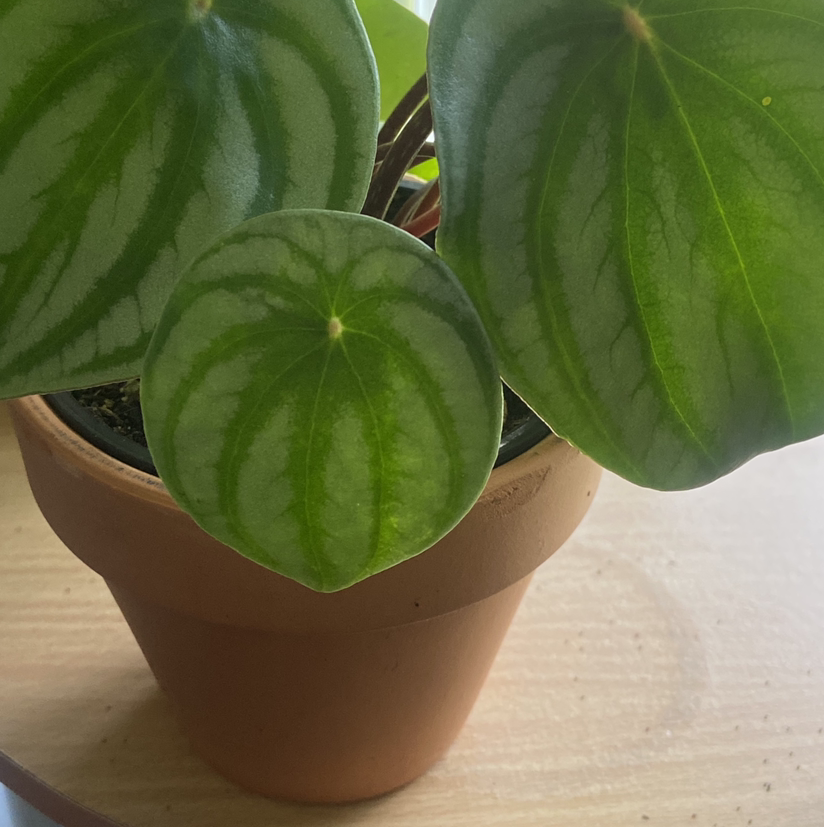 Watermelon Peperomia plant in a terracotta pot with healthy green leaves.