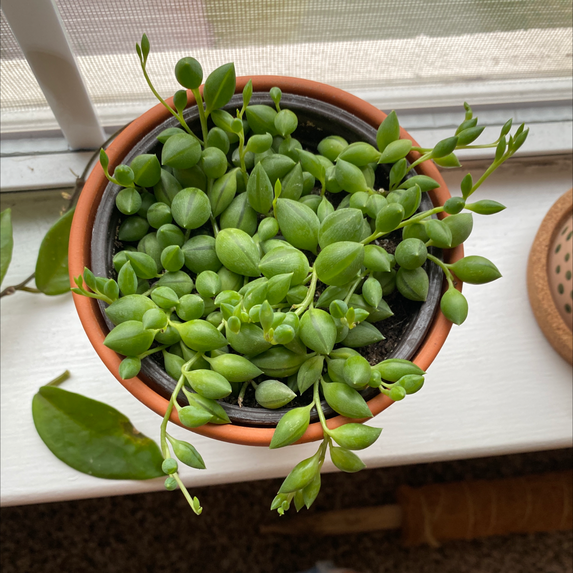 String of Pearls plant photo by @zairav named Feta on Greg, the plant care app.