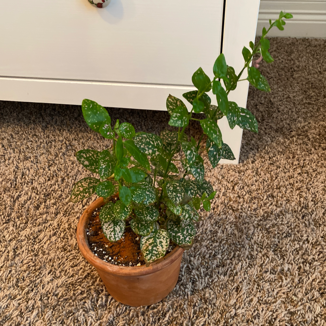 Polka Dot Plant plant photo by @zairav named Laquisha on Greg, the plant care app.