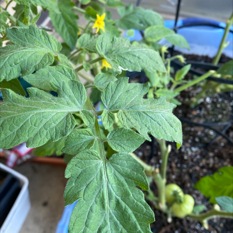 Tomato Plant plant photo by Haley named Early Girl Tomato on Greg, the plant care app.