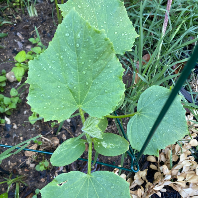 Cucumber plant with healthy green leaves and water droplets, in a garden setting.