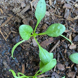Spinach plant in Copperas Cove, Texas