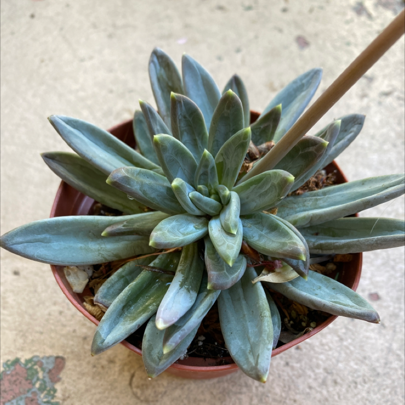 Photo of the plant species Echeveria 'Boe Kari' by @laurenaaamy named Gomez on Greg, the plant care app