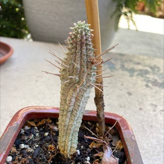 Corncob Cactus plant in Somewhere on Earth