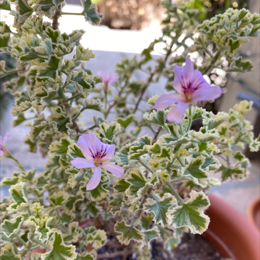 Photo of the plant species Sweet Scented Geranium by @laurenaaamy named Delilah on Greg, the plant care app