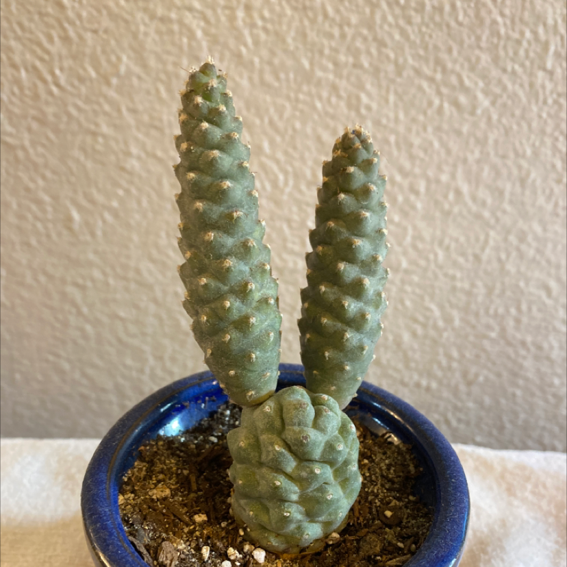 Pine Cone Cactus in a blue pot with visible soil, appears healthy.