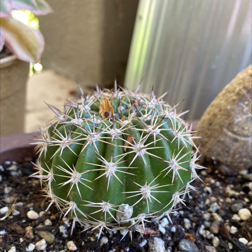 Scarlet Hedgehog Cactus with visible spines in a pot with soil.