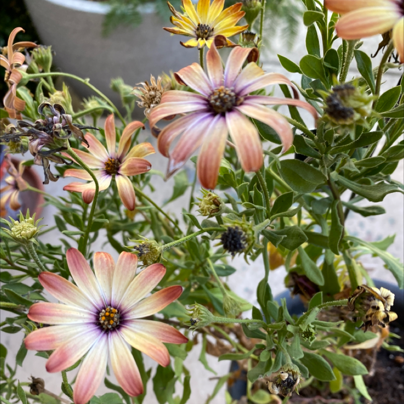 Photo of the plant species Osteospermum 'Margarita Bronze Bicolor' by @laurenaaamy named Kesha on Greg, the plant care app