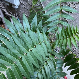 Tree-of-Heaven plant in Somewhere on Earth
