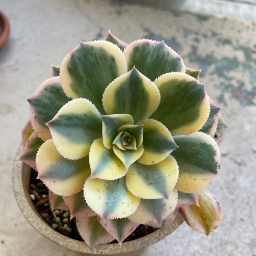 Aeonium 'Sunburst' plant in a pot with variegated leaves, well-centered and healthy.