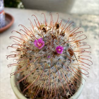Silken Pincushion Cactus plant in Somewhere on Earth