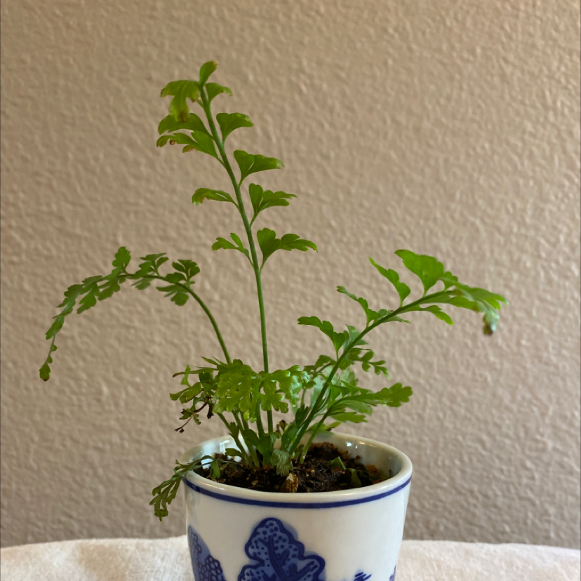 Photo of the plant species Black Spleenwort by @laurenaaamy named Fern on Greg, the plant care app