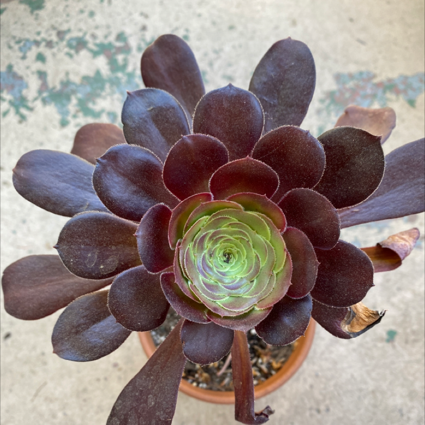 Photo of the plant species Aeonium Arboreum by @laurenaaamy named Tweedles on Greg, the plant care app