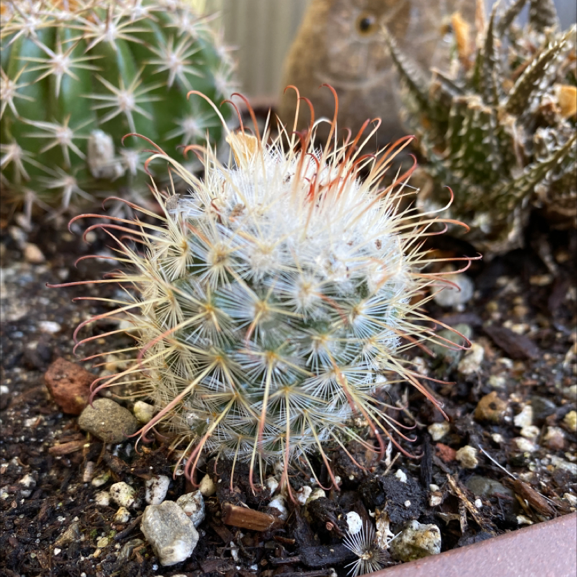Photo of the plant species Common Fishhook Cactus by @laurenaaamy named Prince on Greg, the plant care app