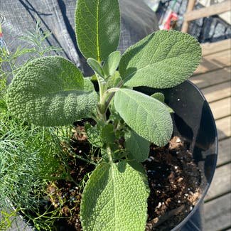 Common Sage plant in Somewhere on Earth