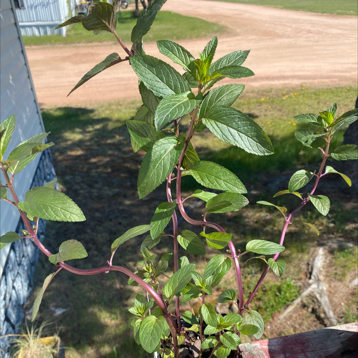 Photo of the plant species Chocolate Mint by @Faymarie named Marley on Greg, the plant care app