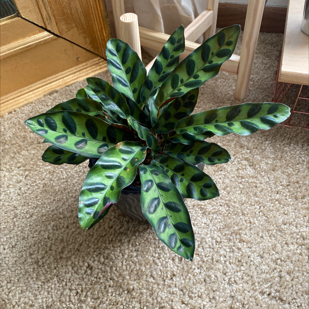 Rattlesnake Plant (Calathea lancifolia) with healthy, elongated leaves with dark green spots.