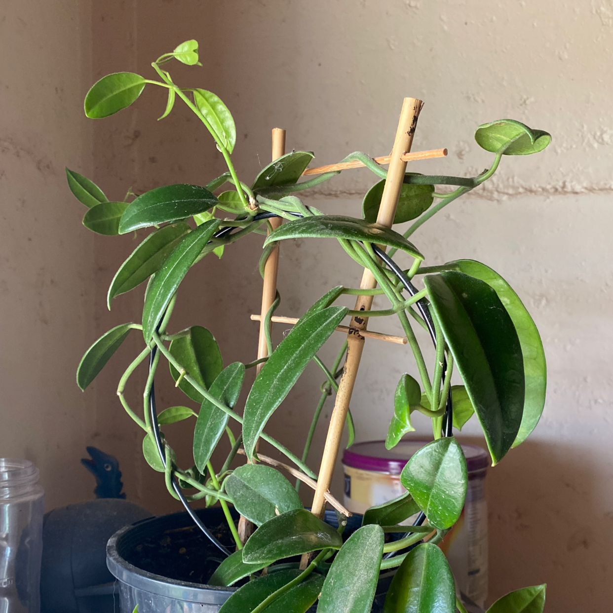 Waxplant plant photo by Adia named Hoya on Greg, the plant care app.