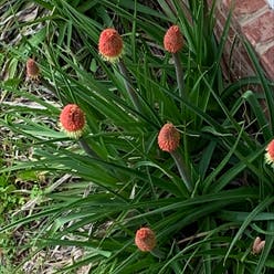 Red hot poker plant