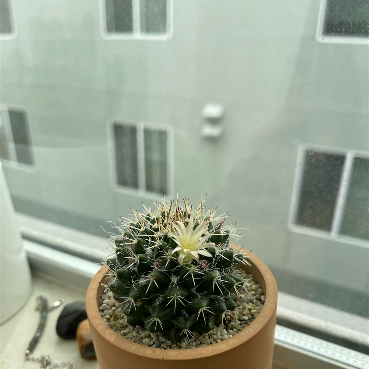 Photo of the plant species Little Nipple Cactus by @Thrivinghoneybee named Kanye on Greg, the plant care app