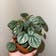 Calculate water needs of Peperomia 'Little Toscani'