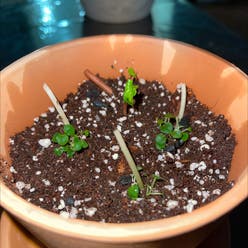 Peperomia 'Little Toscani' plant