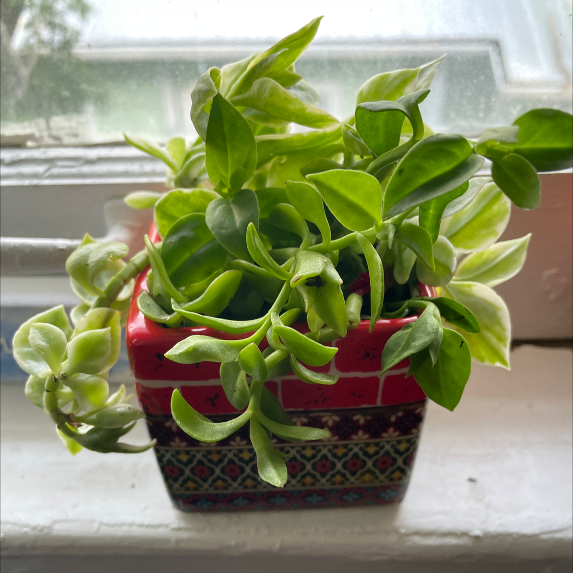 Photo of the plant species Baby Sun Rose by @kat-pal named Baby sun rose (indoor) on Greg, the plant care app