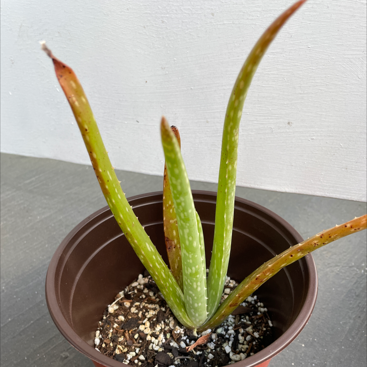 Aloe vera plant photo by @kat-pal named Aloe vera on Greg, the plant care app.
