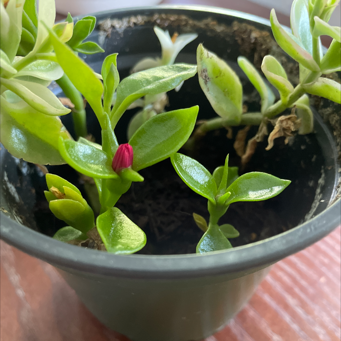 Baby Sun Rose plant photo by @kat-pal named Baby sun rose on Greg, the plant care app.