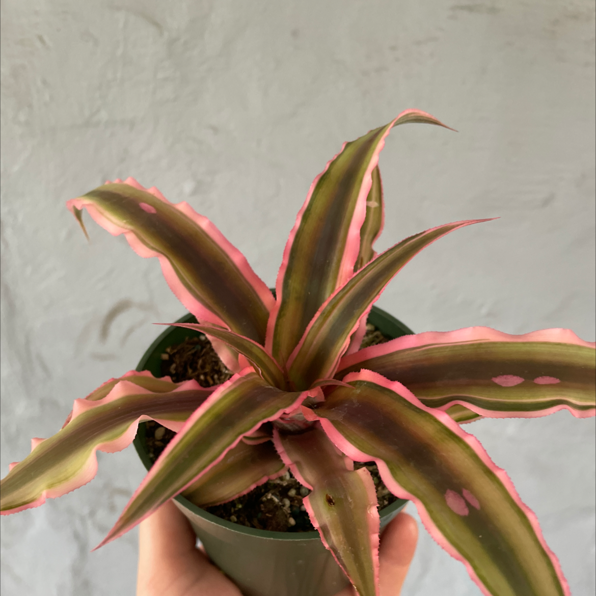 Photo of the plant species Earth Stars by @kat-pal named Pink Starlite on Greg, the plant care app