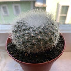 Old lady cactus