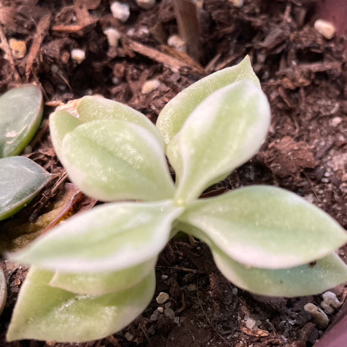 Baby Sun Rose plant photo by @kat-pal named Baby sun rose on Greg, the plant care app.
