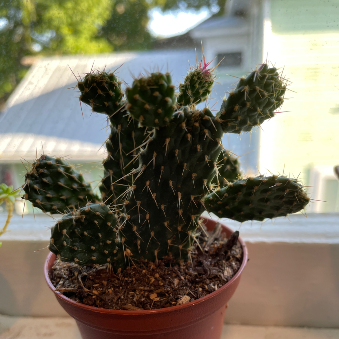 Photo of the plant species Brittle Prickly Pear by @kat-pal named Prickly pear on Greg, the plant care app